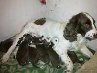 Отдам в хорошие руки метисов русского спаниеля - <ro>Изображение</ro><ru>Изображение</ru> #2, <ru>Объявление</ru> #814002