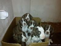 Отдам в хорошие руки метисов русского спаниеля - <ro>Изображение</ro><ru>Изображение</ru> #1, <ru>Объявление</ru> #814002