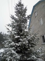 продам ялинку лiсову - <ro>Изображение</ro><ru>Изображение</ru> #2, <ru>Объявление</ru> #812773