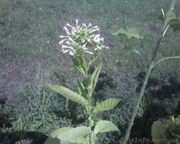 Семена табака курительного - <ro>Изображение</ro><ru>Изображение</ru> #1, <ru>Объявление</ru> #826717