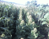 Семена табака курительного - <ro>Изображение</ro><ru>Изображение</ru> #2, <ru>Объявление</ru> #826717