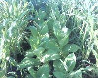 Семена табака курительного - <ro>Изображение</ro><ru>Изображение</ru> #3, <ru>Объявление</ru> #826717