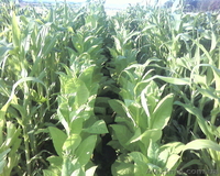 Семена табака курительного - <ro>Изображение</ro><ru>Изображение</ru> #4, <ru>Объявление</ru> #826717