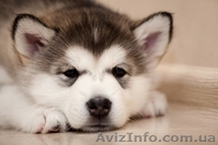 Великолепные щенки аляскинского маламута! - <ro>Изображение</ro><ru>Изображение</ru> #1, <ru>Объявление</ru> #866302