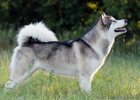 Великолепные щенки аляскинского маламута! - <ro>Изображение</ro><ru>Изображение</ru> #3, <ru>Объявление</ru> #866302