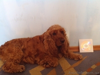 Щенки Английского спаниэля - <ro>Изображение</ro><ru>Изображение</ru> #3, <ru>Объявление</ru> #941449