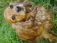 Щенки Английского спаниэля - <ro>Изображение</ro><ru>Изображение</ru> #5, <ru>Объявление</ru> #941449