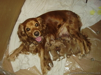 Щенки Английского спаниэля - <ro>Изображение</ro><ru>Изображение</ru> #4, <ru>Объявление</ru> #941449