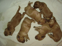 Щенки Английского спаниэля - <ro>Изображение</ro><ru>Изображение</ru> #1, <ru>Объявление</ru> #941449