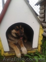 Цуценята \"Німецька вівчарка\" 200 грн - <ro>Изображение</ro><ru>Изображение</ru> #2, <ru>Объявление</ru> #1022766