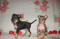 Продам щенков той терьера Родились 05,01,2014. - <ro>Изображение</ro><ru>Изображение</ru> #3, <ru>Объявление</ru> #1033264