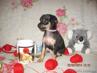 Продам щенков той терьера Родились 05,01,2014. - <ro>Изображение</ro><ru>Изображение</ru> #4, <ru>Объявление</ru> #1033264