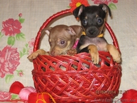 Продам щенков той терьера Родились 05,01,2014. - <ro>Изображение</ro><ru>Изображение</ru> #5, <ru>Объявление</ru> #1033264
