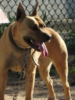 стаффордширский терьер продам - <ro>Изображение</ro><ru>Изображение</ru> #3, <ru>Объявление</ru> #1058074