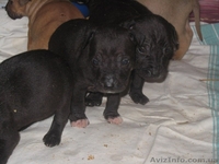 стаффордширский терьер продам - <ro>Изображение</ro><ru>Изображение</ru> #2, <ru>Объявление</ru> #1058074