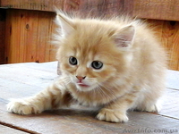 Котята на выбор: один из трех - <ro>Изображение</ro><ru>Изображение</ru> #1, <ru>Объявление</ru> #1107516