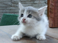 Котята на выбор: один из трех - <ro>Изображение</ro><ru>Изображение</ru> #2, <ru>Объявление</ru> #1107516