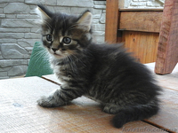 Котята на выбор: один из трех - <ro>Изображение</ro><ru>Изображение</ru> #3, <ru>Объявление</ru> #1107516