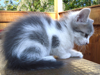 Милый котенок для заботливого хозяина - <ro>Изображение</ro><ru>Изображение</ru> #2, <ru>Объявление</ru> #1113111