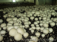 Міцелій печериці (шампиньона), гливи (вешенки), шіїтаке - <ro>Изображение</ro><ru>Изображение</ru> #2, <ru>Объявление</ru> #1189804