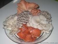 Міцелій печериці (шампиньона), гливи (вешенки), шіїтаке - <ro>Изображение</ro><ru>Изображение</ru> #3, <ru>Объявление</ru> #1189804