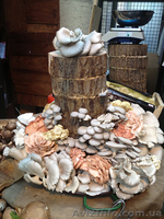 Міцелій печериці (шампиньона), гливи (вешенки), шіїтаке - <ro>Изображение</ro><ru>Изображение</ru> #4, <ru>Объявление</ru> #1189804