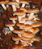 Міцелій печериці (шампиньона), гливи (вешенки), шіїтаке - <ro>Изображение</ro><ru>Изображение</ru> #5, <ru>Объявление</ru> #1189804