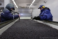 Изготавливаем под заказ перерабатывающие линии (орех, ягоды, овощи, фрукты)  - <ro>Изображение</ro><ru>Изображение</ru> #4, <ru>Объявление</ru> #1376198