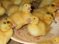 Бройлери, Іспанка, Майстер Грей - <ro>Изображение</ro><ru>Изображение</ru> #3, <ru>Объявление</ru> #1531206