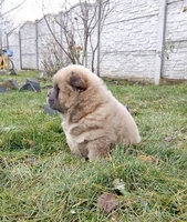 Щенки чау разных окрасов - <ro>Изображение</ro><ru>Изображение</ru> #2, <ru>Объявление</ru> #1660031