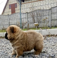 Щенки чау разных окрасов - <ro>Изображение</ro><ru>Изображение</ru> #3, <ru>Объявление</ru> #1660031