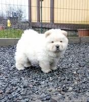 Щенки чау разных окрасов - <ro>Изображение</ro><ru>Изображение</ru> #6, <ru>Объявление</ru> #1660031