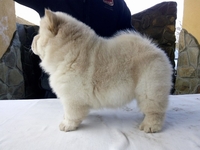 Щенки чау разных окрасов - <ro>Изображение</ro><ru>Изображение</ru> #1, <ru>Объявление</ru> #1660031