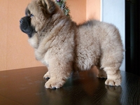 Щенки чау разных окрасов - <ro>Изображение</ro><ru>Изображение</ru> #7, <ru>Объявление</ru> #1660031