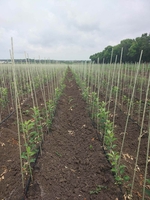 Опоры, колышки для растений Polyarm - <ro>Изображение</ro><ru>Изображение</ru> #3, <ru>Объявление</ru> #1687132