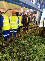 Працівники на збір урожаю до Англії - <ro>Изображение</ro><ru>Изображение</ru> #2, <ru>Объявление</ru> #1704033