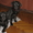 Срочно щенки лабрадор ретривер - <ro>Изображение</ro><ru>Изображение</ru> #2, <ru>Объявление</ru> #246934