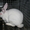 продам кроликов породи рекс #378281