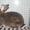 продам кроликов породи рекс - <ro>Изображение</ro><ru>Изображение</ru> #5, <ru>Объявление</ru> #378281