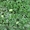 Семена - почтой: овощные экзоты - кивано, момордика, тзимбало и др.,  - <ro>Изображение</ro><ru>Изображение</ru> #3, <ru>Объявление</ru> #504675