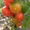 Семена-почтой: коллекция разнообразных томатов, всего около 300 сортов - <ro>Изображение</ro><ru>Изображение</ru> #3, <ru>Объявление</ru> #504665