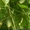 Семена - почтой: овощные экзоты - кивано, момордика, тзимбало и др.,  - <ro>Изображение</ro><ru>Изображение</ru> #2, <ru>Объявление</ru> #504675