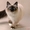 Куплю котёнка тайской(сиамской) породы #570761