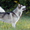 Великолепные щенки аляскинского маламута! - <ro>Изображение</ro><ru>Изображение</ru> #3, <ru>Объявление</ru> #866302