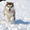 Великолепные щенки аляскинского маламута! - <ro>Изображение</ro><ru>Изображение</ru> #2, <ru>Объявление</ru> #866302