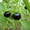 Семена - почтой: овощные экзоты - кивано, момордика, тзимбало и др.,  - <ro>Изображение</ro><ru>Изображение</ru> #5, <ru>Объявление</ru> #504675