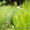 Стрижка газонів, скошування трави - <ro>Изображение</ro><ru>Изображение</ru> #4, <ru>Объявление</ru> #1082297