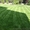 Стрижка газонів, скошування трави - <ro>Изображение</ro><ru>Изображение</ru> #6, <ru>Объявление</ru> #1082297