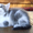 Милый котенок для заботливого хозяина - <ro>Изображение</ro><ru>Изображение</ru> #1, <ru>Объявление</ru> #1113111