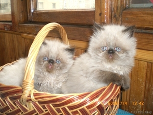 Продам перських кошенят колор-поінт  - <ro>Изображение</ro><ru>Изображение</ru> #1, <ru>Объявление</ru> #136989